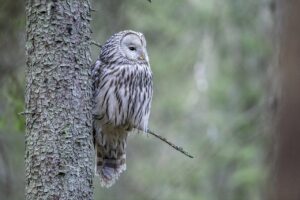 ural owl, owl, bird-8300551.jpg